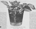 Agnes Emily Carman rose photo