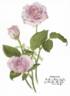 Morning Mist rose photo