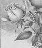 Comtesse de Frigneuse rose photo