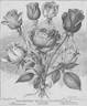 Comtesse de Frigneuse rose photo