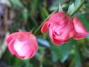 Orange Mothersday rose photo