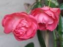 Orange Mothersday rose photo