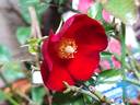 Vesuvia rose photo