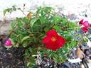 Vesuvia rose photo