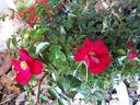 Vesuvia rose photo