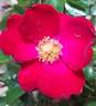 Vesuvia rose photo