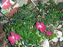 Vesuvia rose photo