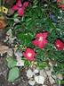 Vesuvia rose photo