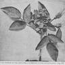 Agnes Emily Carman rose photo
