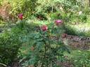 Charlotte Armstrong rose photo