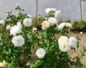 Mary Magdalene rose photo