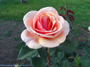 About Face ™ rose photo