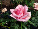 Andrea Stelzer rose photo