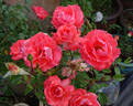 Anisley Dickson rose photo
