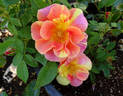 Ann Harder rose photo
