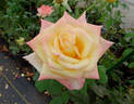 Anne Morrow Lindbergh rose photo