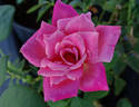 Aquarius rose photo
