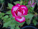 Atlantic City rose photo