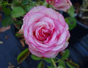 Attracta rose photo