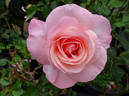 Audrey Hepburn rose photo