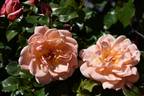 Étiennette de Bourgogne rose photo