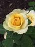 Mary Alice rose photo