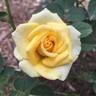 Mary Alice rose photo