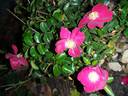 Vesuvia rose photo