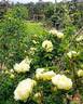 Agnes rose photo