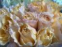 SUN6900 rose photo