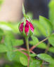 Vick's Caprice rose photo