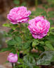 Vick's Caprice rose photo