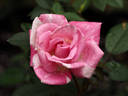 Dr. Tommy Cairns rose photo