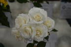 Fabulous! ™ rose photo