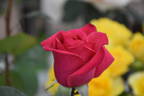 Cherry Lady rose photo