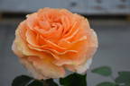 Solero rose photo
