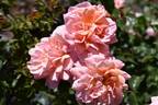 Étiennette de Bourgogne rose photo