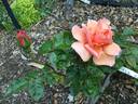 Duquesa de Peñaranda rose photo