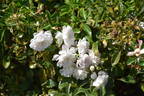 Cometa rose photo