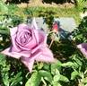Blue Chateau rose photo