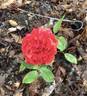 Geranium Red rose photo