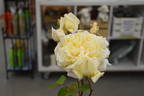 Kootenay rose photo