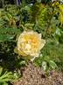 Constance rose photo