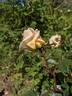 Busybody rose photo