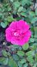 Perla de Alcanada rose photo
