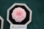 Madame President rose photo