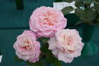 Madame President rose photo