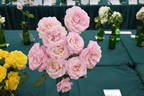 Madame President rose photo