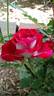 Snowfire rose photo