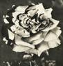 Altesse rose photo
